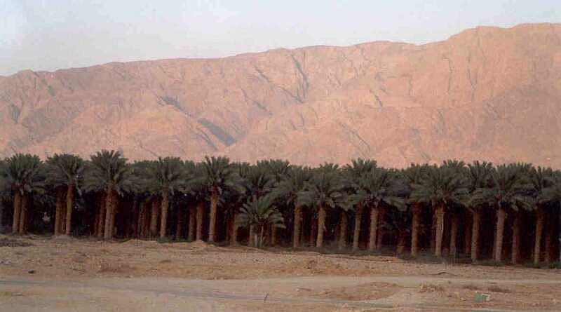 Palms