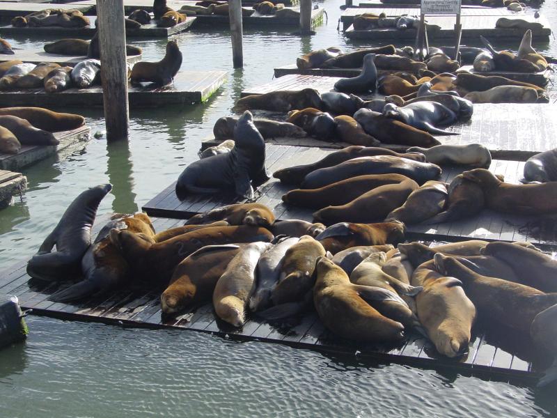 Pier 39