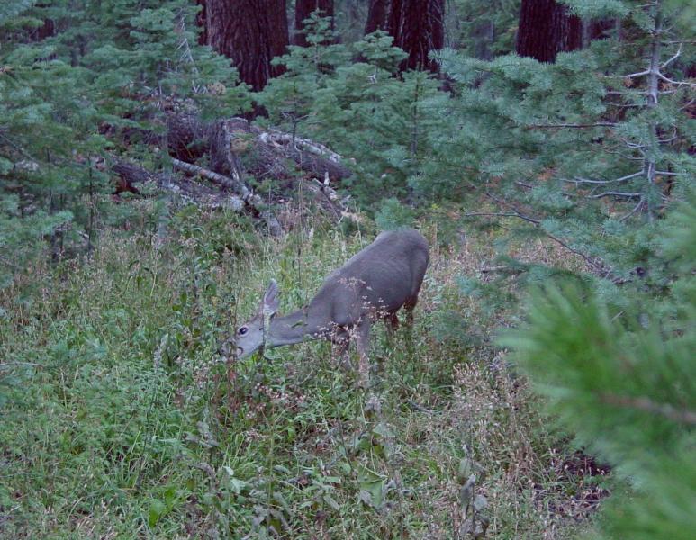 Deer