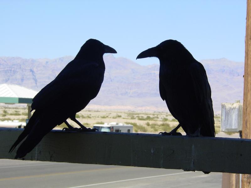 Ravens